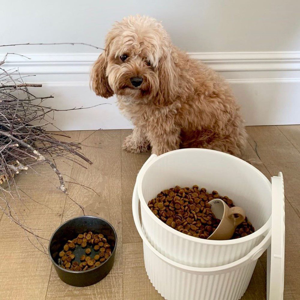 Natural light, perspective view of a dog looking at an open, white storage bin filled with dog food