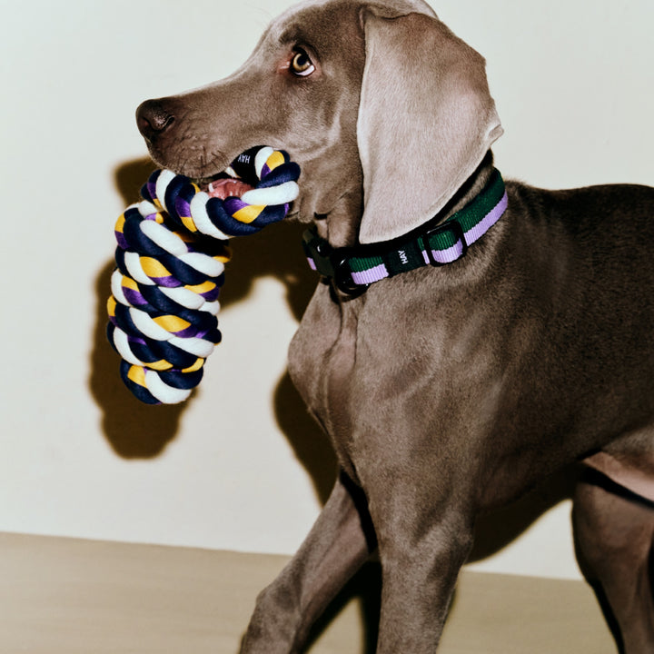 HAY Dog Collar, M/L, Lavender/Green