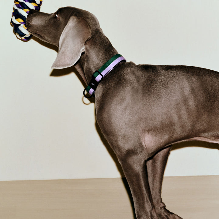 HAY Dog Collar, M/L, Lavender/Green