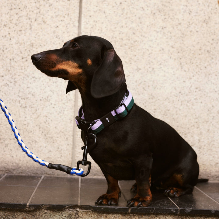 HAY Dog Collar, S/M, Lavender/Green
