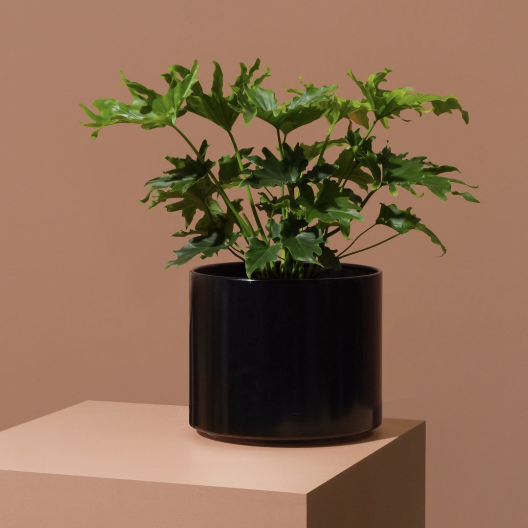 MIDDLE OF NOWHERE Benny Planter Black - 3 Sizes-15831